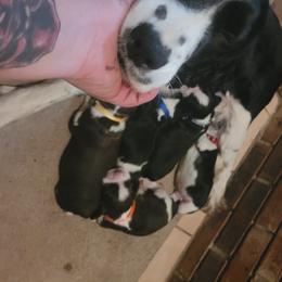 English Springer Spaniel Puppies from 31 Pines Springers & Retrievers