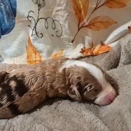 Autumn - Brown and white female Sheepadoodle puppy in Austin, Texas from Darling Doodles