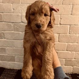 Goldendoodle Puppies from Perry Farm Doodles