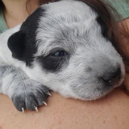 Pumpkin - Blue male Australian Cattle Dog puppy in Monterey, Tennessee from Quarter Acre Farms