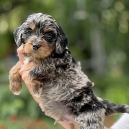 River - Blue merle male Bernedoodle puppy in Highland, Utah from Angel Pups Deluxe
