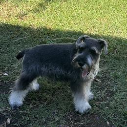 Miniature Schnauzer puppies from Stephanie’s Schnauzers