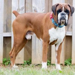 "Sire - Nash" Boxer Puppies from Shadix Boxers