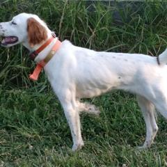 English Setters from B&W Kennels