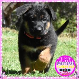 SWEET MUFFIN - Black and tan female German Shepherd puppy in Murrieta, California from Diamond Oaks German Shepherds