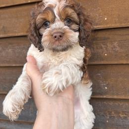 Laz - Sable and white female Cockapoo puppy in Connersville, Indiana from MoonShine Babies