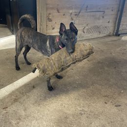 Thor - Dutch Shepherd puppy from We Like it Ruff Working K9 Breeding and Training