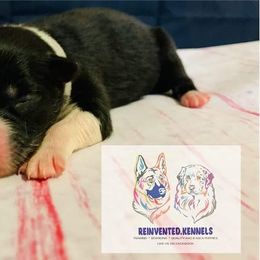 Australian Shepherd Puppies from REINVENTED.KENNELS