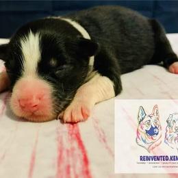 Australian Shepherd Puppies from REINVENTED.KENNELS