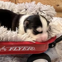 Boy 1 - Black and white Pomsky puppy in Bayview, Idaho from Ponderay Pomsky