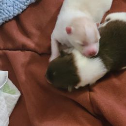 Pomeranian Puppies from Merri's Pom's