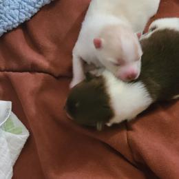 Pomeranian Puppies from Merri's Pom's