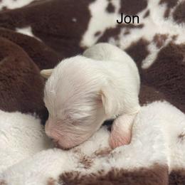 Jon - White male Miniature Schnauzer puppy in Brundidge, Alabama from Deez Pups Magnificent Schnauzers