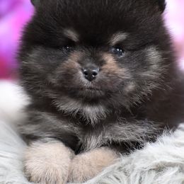 Australian Shepherd and Pomeranian Puppies from Sandy Aussies & Pomeranians