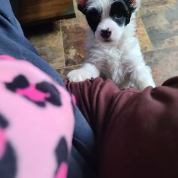 Chinese Crested Puppies from Mountain Meadows