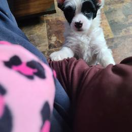 Chinese Crested Puppies from Mountain Meadows