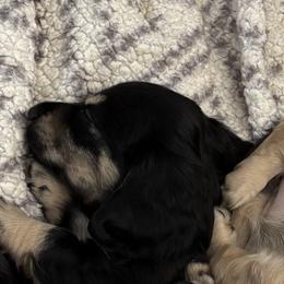 McFlurry - Black and tan male Dachshund puppy in Alabaster, Alabama from Doxies of Olympus