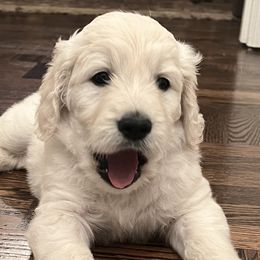 Goldendoodles from Foglight Goldendoodles