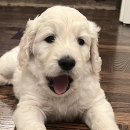 Goldendoodles from Foglight Goldendoodles