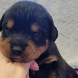 Girl 4 - Black and mahogany female Rottweiler puppy in Blanchard, Oklahoma from Mystique Kennel