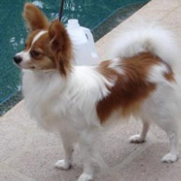 Papillons from Rocyn Papillons