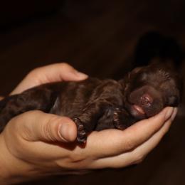 Scrumdiddlyumptious - Brown male Bernedoodle puppy in Ohio from Moore Doodles