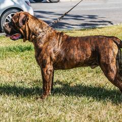 Cash - Boerboel