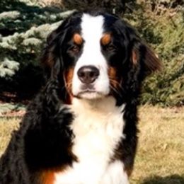 Bernese Mountain Dogs and Goldendoodles from DestinyDoodles