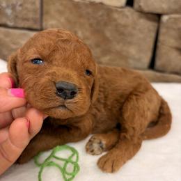 Green Collar Boy - Red  male Goldendoodle puppy in Cullman, Alabama from My Awesome Rover