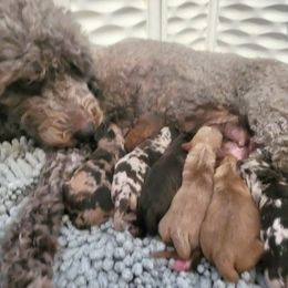 Goldendoodle puppies from Southern Hunters Mini Goldendoodles