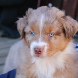 Australian Shepherd Puppies from Eagles Landing Miniature Americans