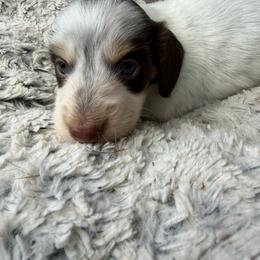 Shaggy - Piebald male Dachshund puppy in Jarales, New Mexico from Poker Paws Dachshunds