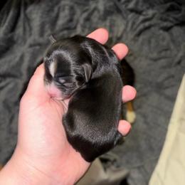 Snow - Black tri male Miniature Australian Shepherd puppy in Weatherford, Texas from F & T Aussies