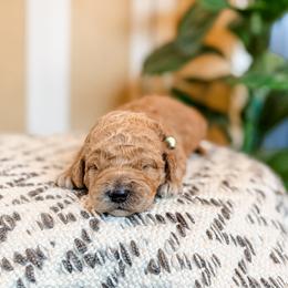 Praline - Apricot female Goldendoodle puppy in Jackson, Tennessee from Doodlebug Farms