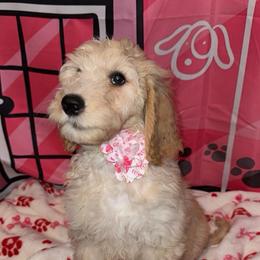 Yellow collar - Apricot female Goldendoodle puppy in Poinciana, Florida from All Tails Entertainment