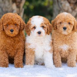 Goldendoodle puppies from Billy's American Corgi
