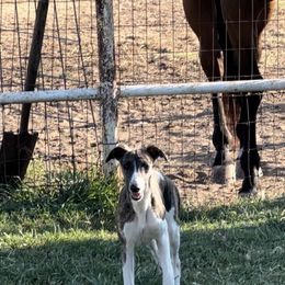 Whippet Puppies from Wendy Stover