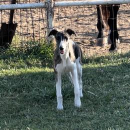 Whippet Puppies from Wendy Stover