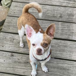 Jose - Chihuahua