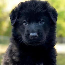 German Shepherd Puppies from Tabor Springs GSD