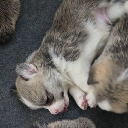 Pembroke Welsh Corgi Puppies from Salted Rim Corgis