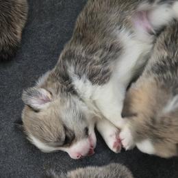 Pembroke Welsh Corgi Puppies from Salted Rim Corgis