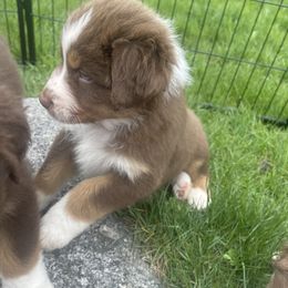 Australian Shepherd Puppies from Quiet Cove Kennels
