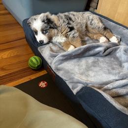 Miniature Australian Shepherd Puppies from Mid-Plains Mini Aussies
