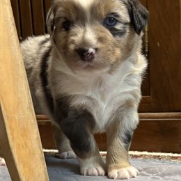 Ben - Blue merle male Miniature Australian Shepherd puppy in Ocala, Florida from Silver River Mini Aussies