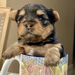 Cane Corso and Yorkshire Terrier Puppies from LV3M Cane Corso