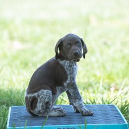 German Shorthaired Pointer and Vizsla Puppies from Nosam Kennels