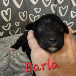 Girl 5 - Parti female Goldendoodle puppy in Kansas City, Missouri from Poppy's Doodles