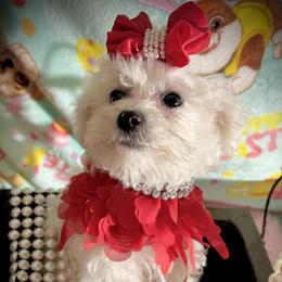 Diamond - White female Bichon Frise puppy in Upland, California from Prime Paradise Kennel