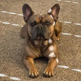 Bentley - French Bulldog